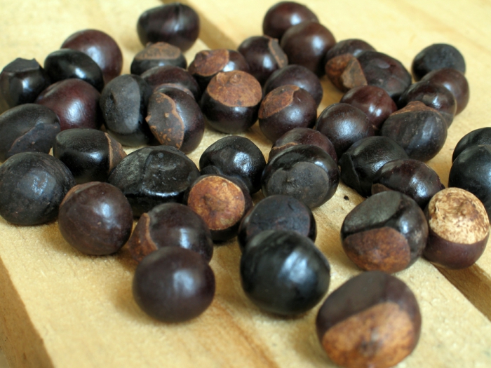 guarana pulver ernte früchte kastanien
