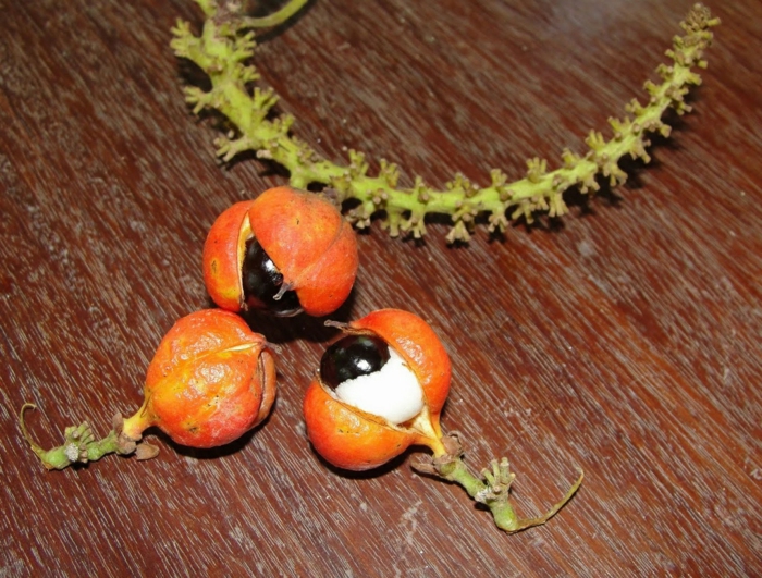 guarana pulver ernte früchte schalen augenförmig