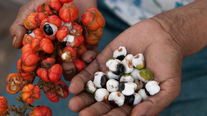 guarana pulver geerntet geschält reife früchte