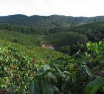 Guarana Pulver – der gesunde Wachmacher Amazoniens