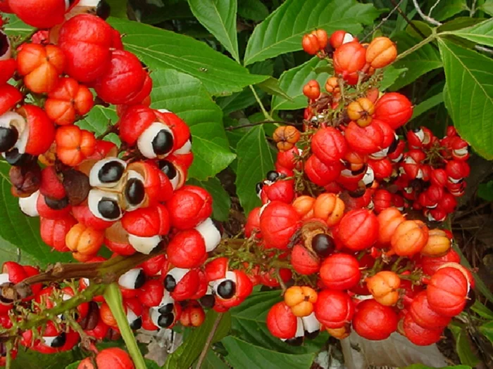 guarana pulver rote schalen pflanze reife früchte