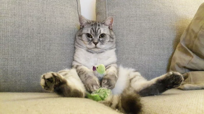 hauskatzen haltung lustige katzenbilder katze auf dem sofa