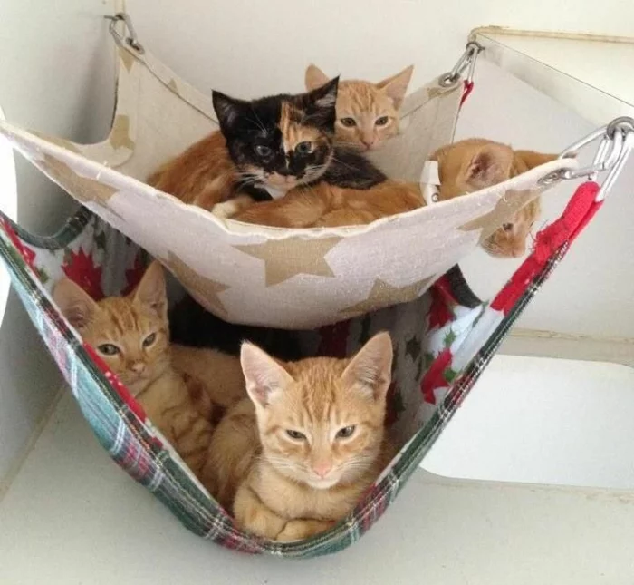 katzen erziehen tipps katzenmöbel katzenbett