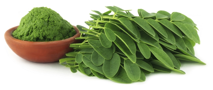 moringa tee gesund grüne blätter protein vitamine