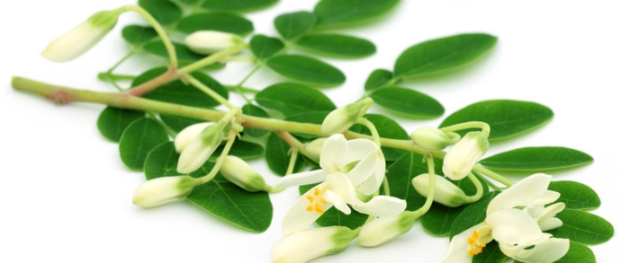 moringa pulver gesund grüne blätter weiße blüten