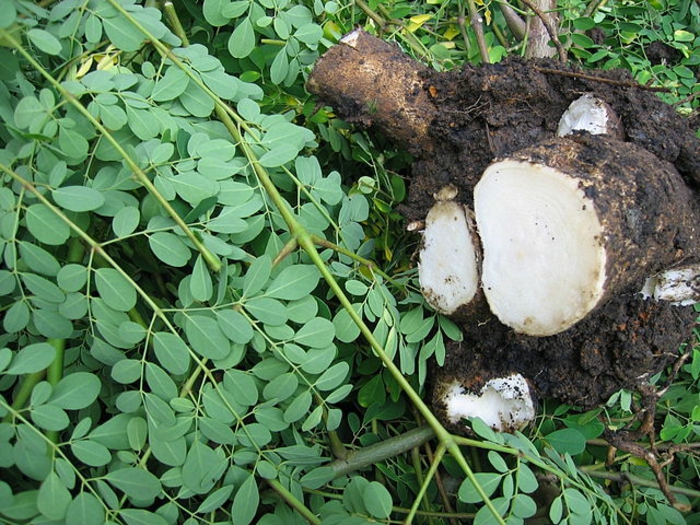 moringa pulver gesund grüne blätter wurzeln
