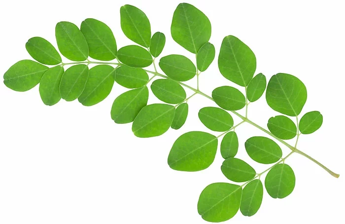 moringa pulver gesund grüne blätter zweig