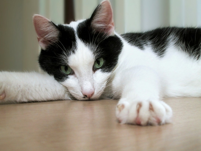 Katzen Erziehen Worauf Kommt Es An Bei Der Katzenerziehung 