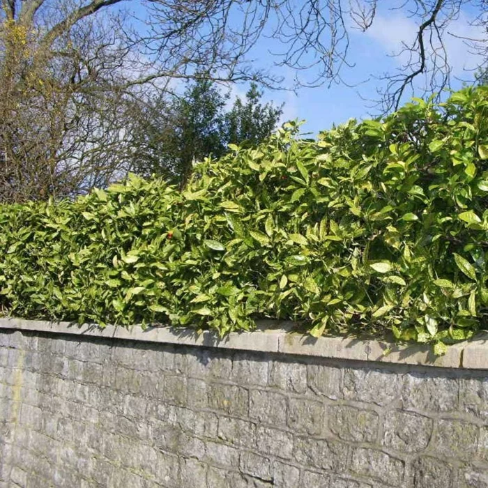 vorgarten pflanzen Aucuba japonica gartenmauer hecke