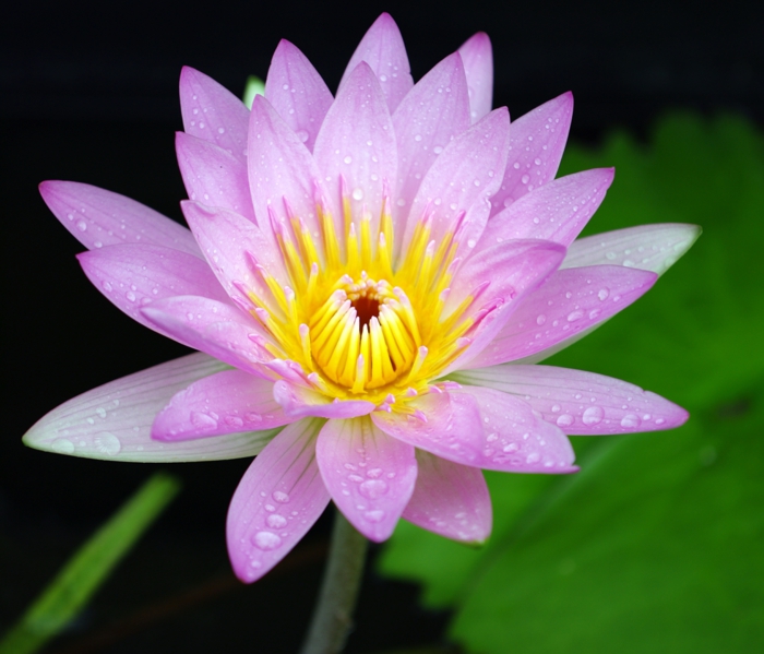 yin yang bedeutung balance natur lotos