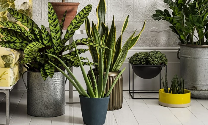 Wohnung einrichten bodenbelag interiordesign zimmerpflanzen sauerstoff