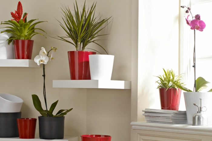 pflegeleichte Zimmerpflanzen Bilder Pflanzentöpfe rot weiß