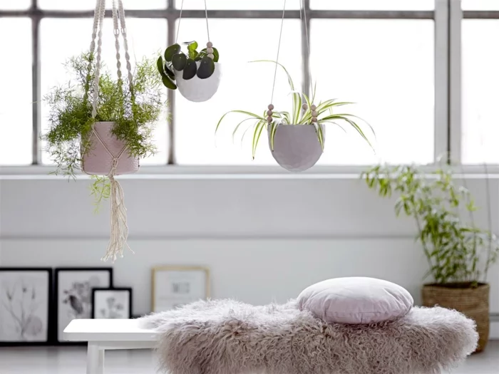 pflegeleichte Zimmerpflanzen Bilder hängende Pflanzen