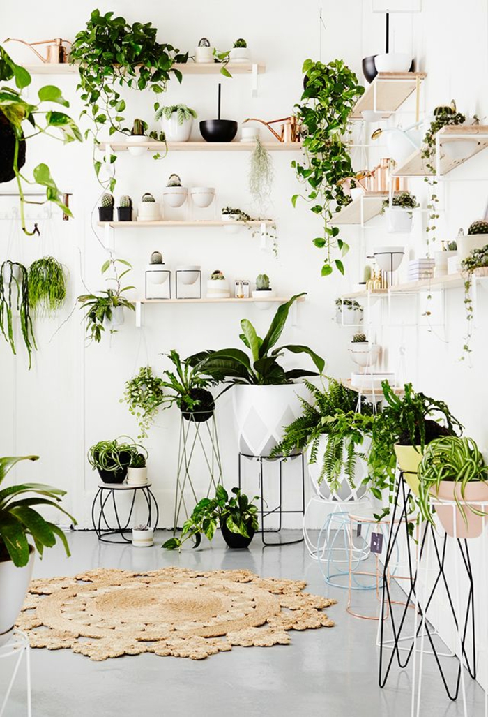 pflegeleichte Zimmerpflanzen Bilder kraetive Wandgestaltung mit Grünpflanzen
