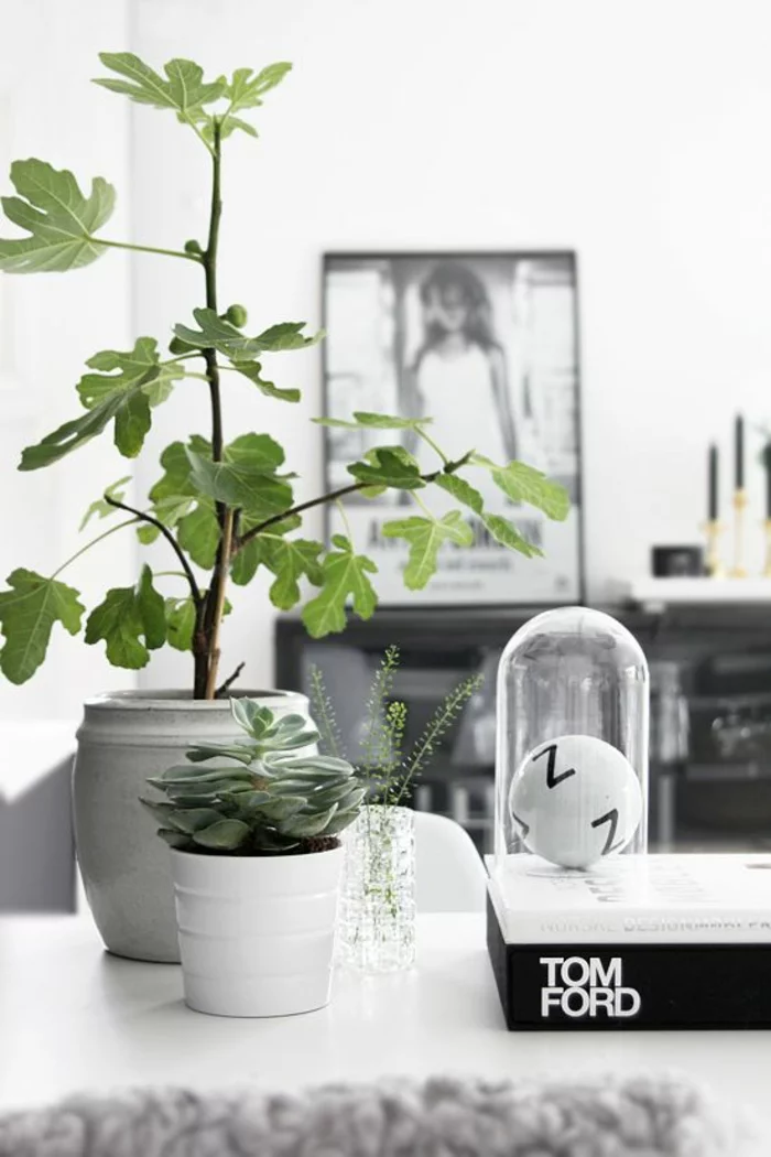 schöne Zimmerpflanzen pflegeleicht frische Deko Ideen