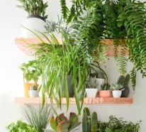 Dekorieren Sie Ihr Zuhause mit schönen Zimmerpflanzen, die auch pflegeleicht sind