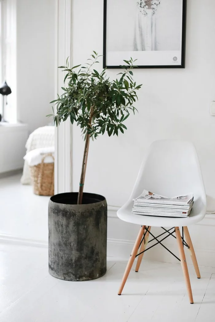 schöne Zimmerpflanzen pflegeleicht und Zimmerbäume skandinavisch einrichten