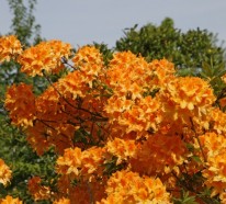 Vielfarbige Blütenpracht: einen Rhododendrongarten anlegen