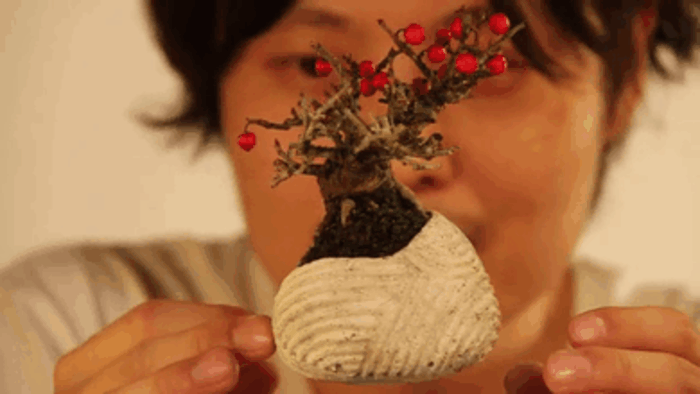 bonsai baum air fliegend japanisch