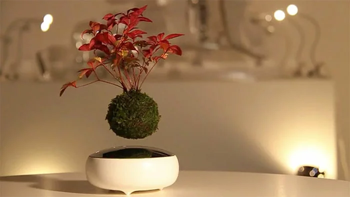 bonsai baum air fliegend moos magnet japanisches projekt