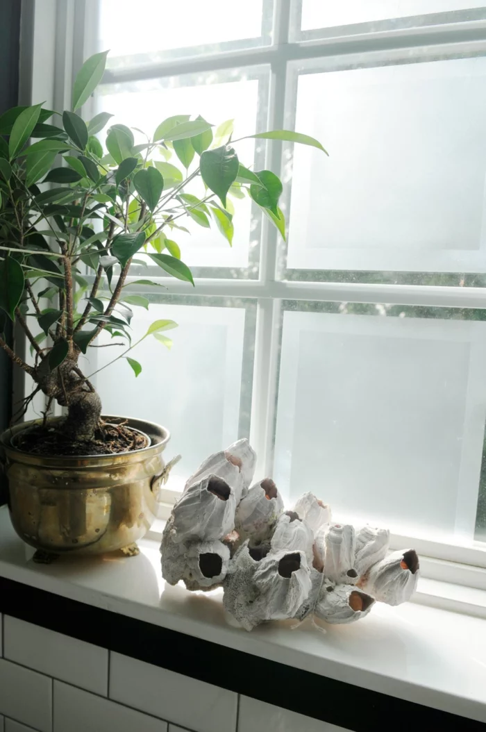 fensterbank deko bonsai pflanzen dekoideen