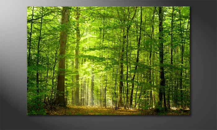 leinwandbilder online bestellen into the forest wandbilderxxl