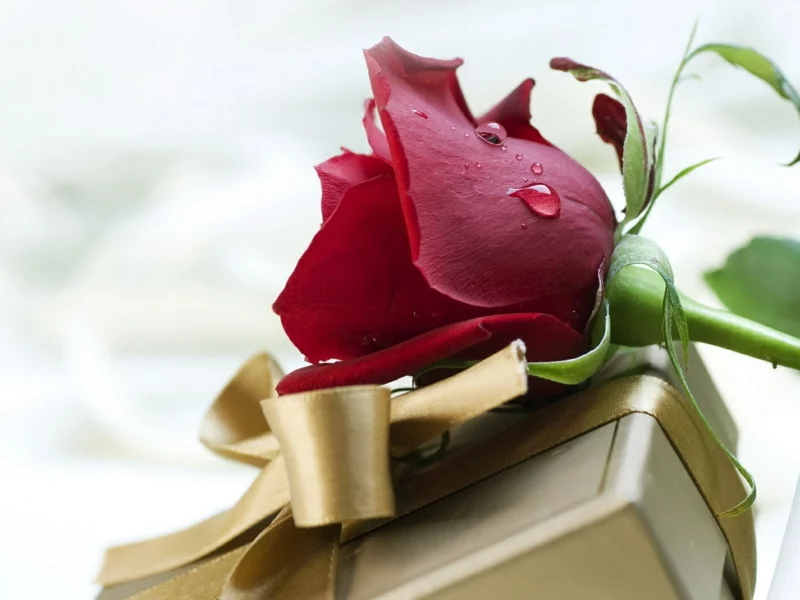 romantische Liebeserklärung Bilder Valentinstag Geschenke rote Rosen
