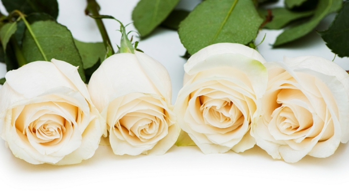 valentinstag ideen weiße rosen verschenken dänemark