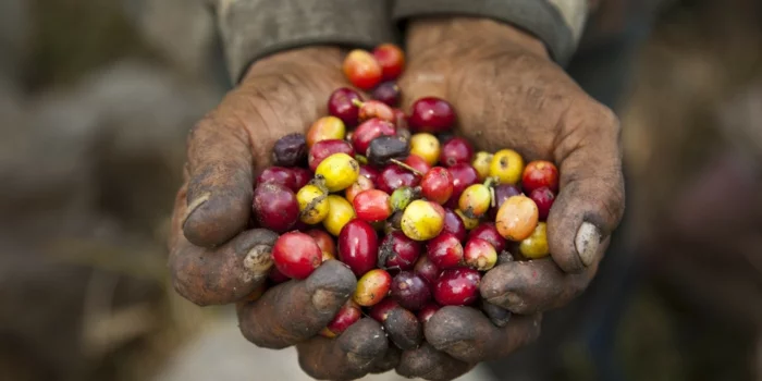 fair trade kaffee bio bohnen reif fairer handel 