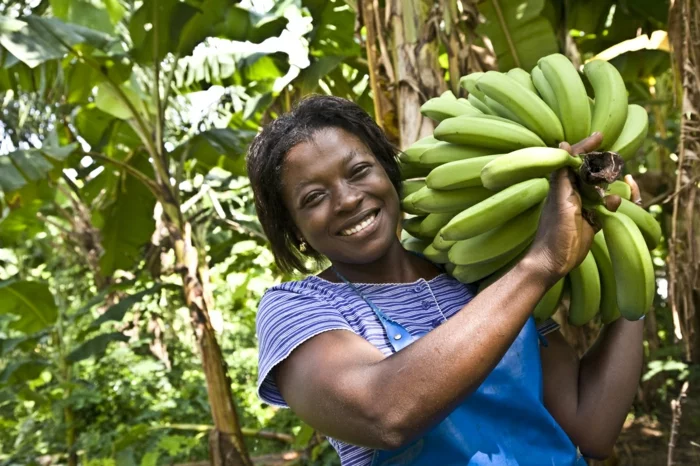fairtrade produkte einkaufen bananen bio fair zertifiziert