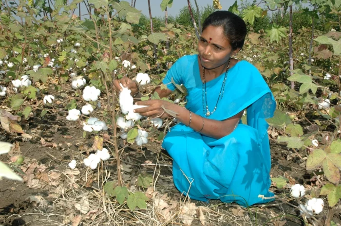 fairtrade produkte einkaufen bio baumwolle indien