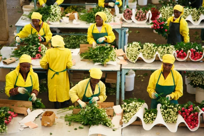 fairtrade produkte fair gehandelte rosen produktion frauen arbeiterinen kenia