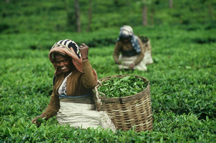 fairtrade produkte einkaufen tee asien teeplantage teetrinken teeblätter pflücken