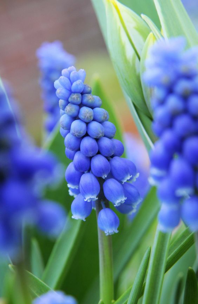 Welche Frühlingsblumen blühen wann?