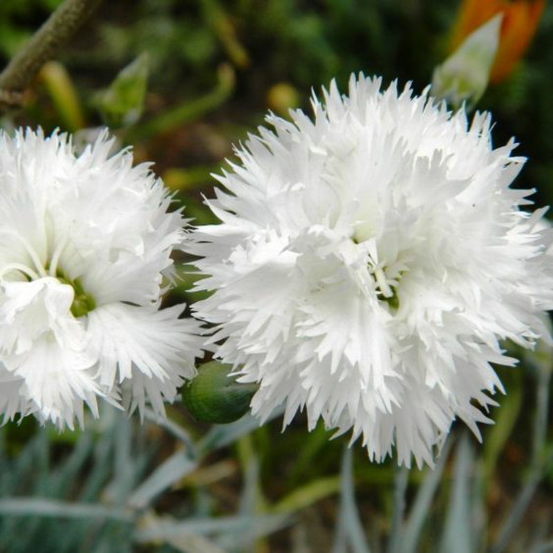 Feder Nelken Dianthus plumarius schöne Frühlingsblumen Bilder