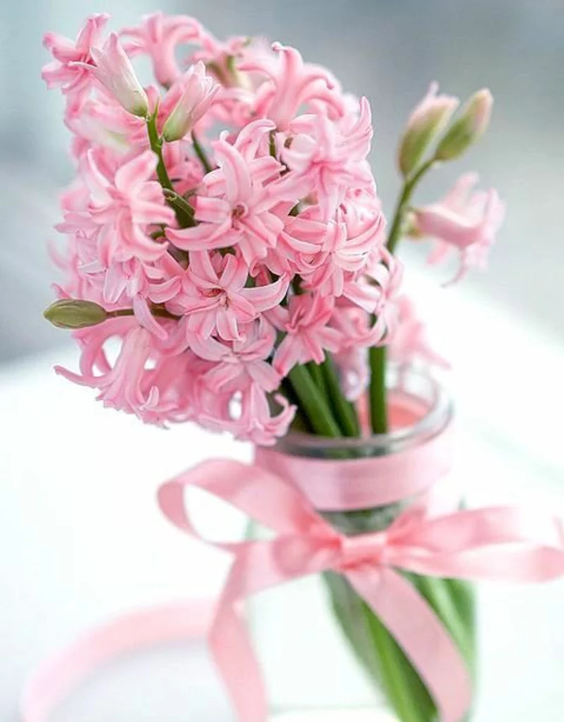 Frühjahrsblumen Blumenstrauß Hyacinthus orientalis schöne Frühlingsblumen Bilder