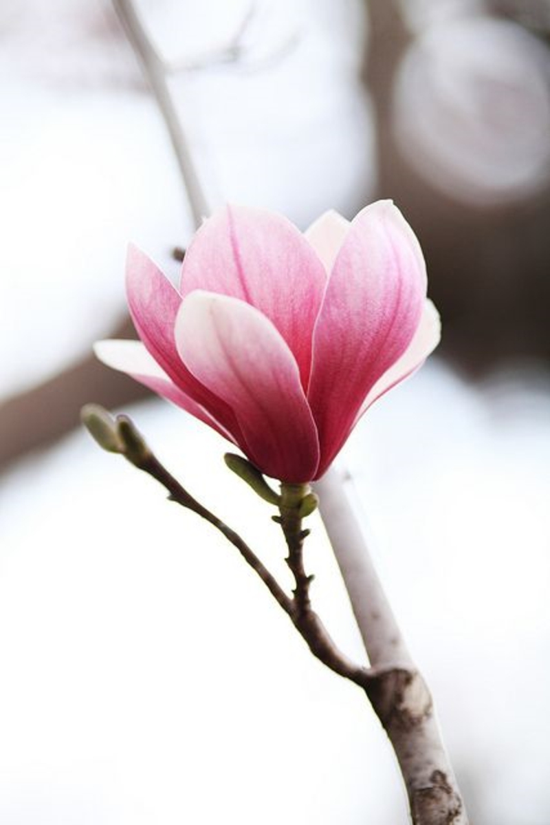 Frühjahrsblumen Magnolienbaum genus Magnolia