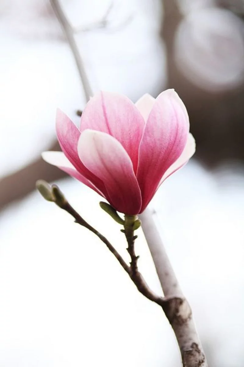 Frühjahrsblumen Magnolienbaum genus Magnolia zarte Blüten in weiß und rosa Blickfang im Garten 