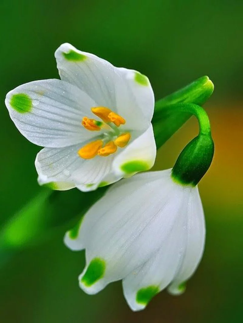 die ersten Frühlingsboten Leucojum vernum schöne Frühlingsblumen blühen in der Kälte
