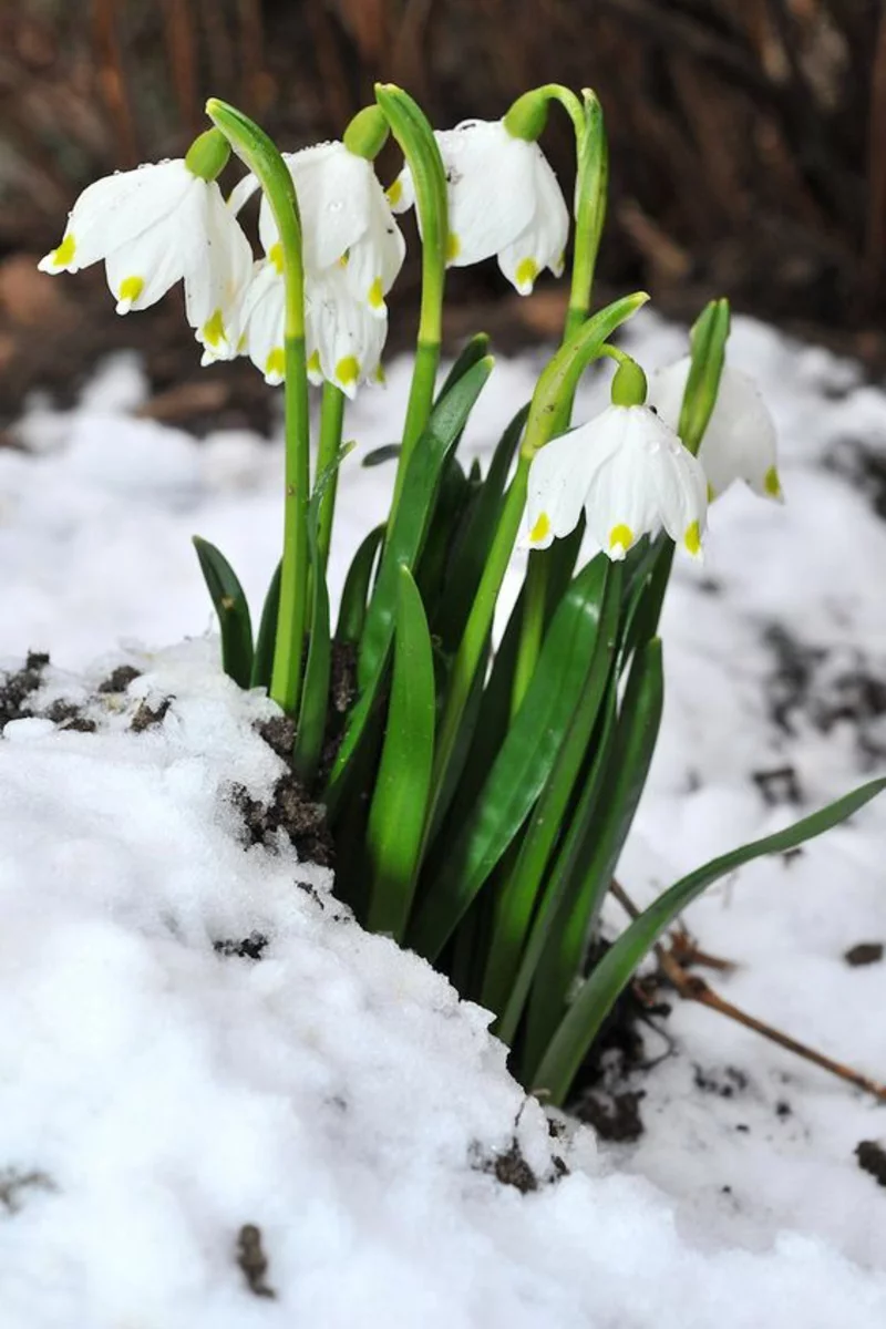 früh blühende Frühlingsblumen im Schnee große Schneeglöcken weiß mit kleinen gelben Kanten 