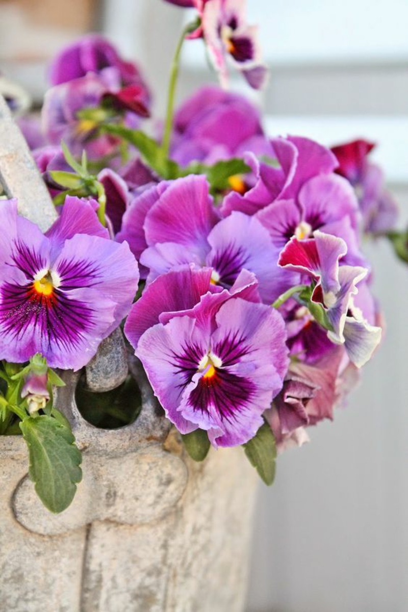 Garten Stiefmütterchen Viola wittrockiana Frühlingsblumen Bilder