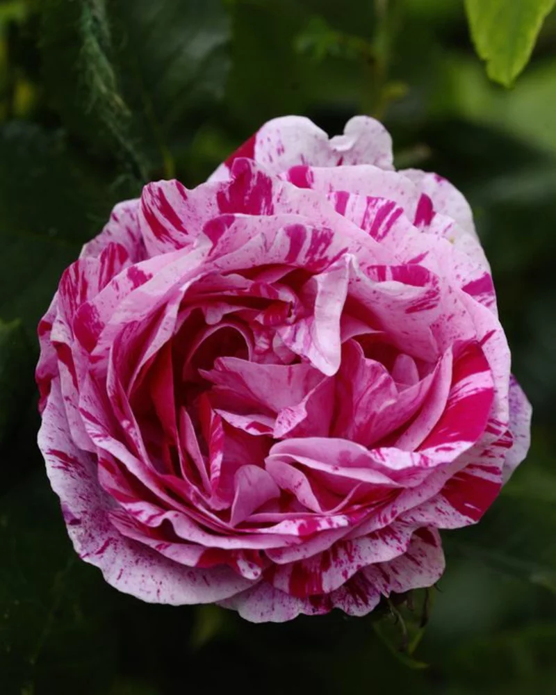 Gemeine Pfingstrose Paeonia officinalis schöne Frühjahrsblumen fein gemusterte Blüten in Rosa 