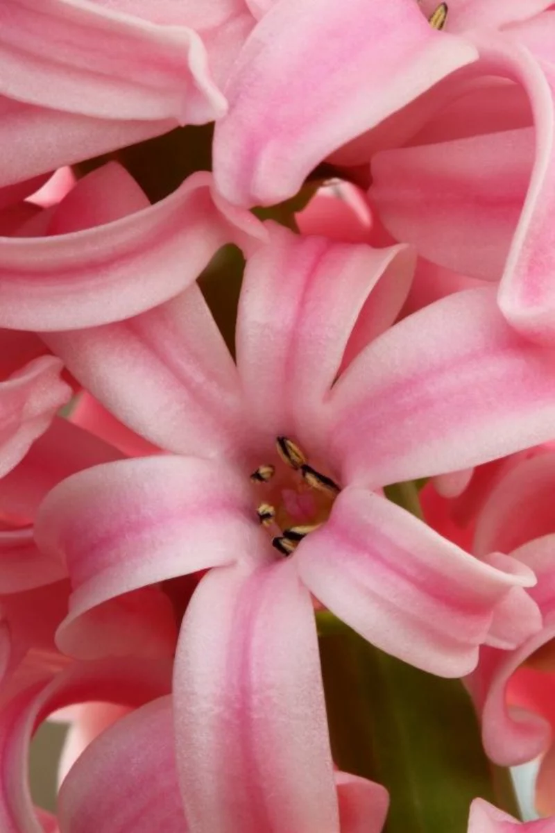  Deko Ideen mit Frühjahrsblumen Bilder rosa Blühte