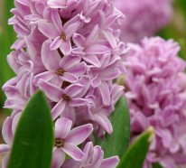 Hyazinthen: Herrliche Frühlingsblumen bringen Stimmung ins Haus