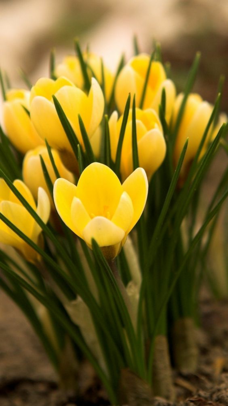 Krokus gelb Crocus schöne Frühlingsblumen Bilder