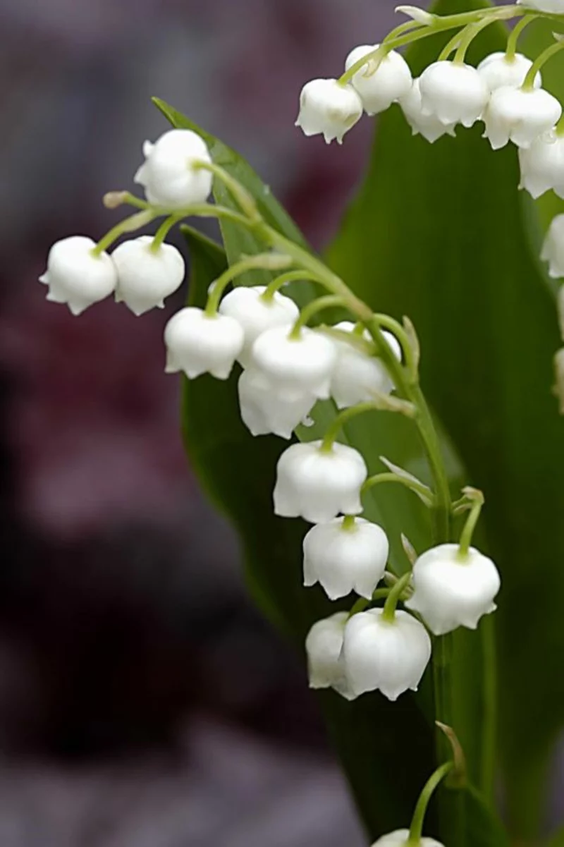 Maiglöckchen Convallaria majalis schöne Frühjahrsblumen zarte weiße Blüten sanfter Duft 