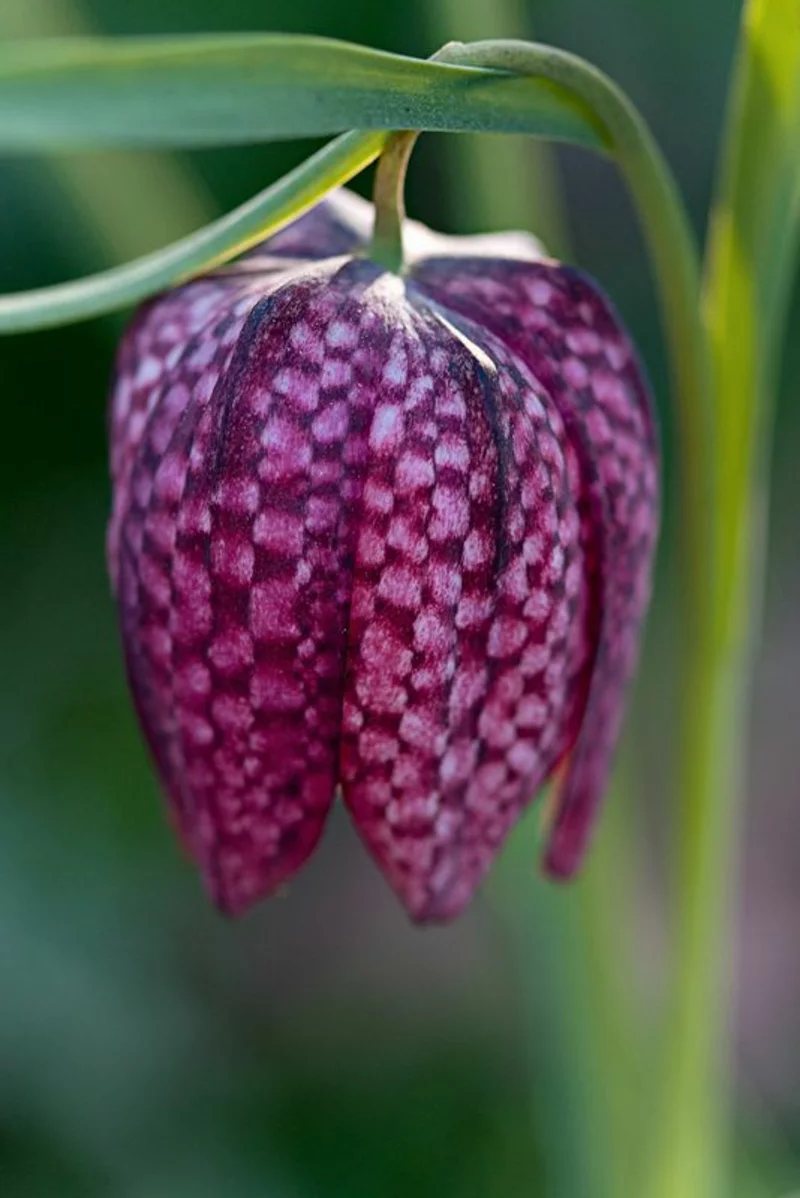 Schachblume Fritillaria meleagris eine Frühlingsblume unter Naturschutz ist in Deutschland gefährdet 