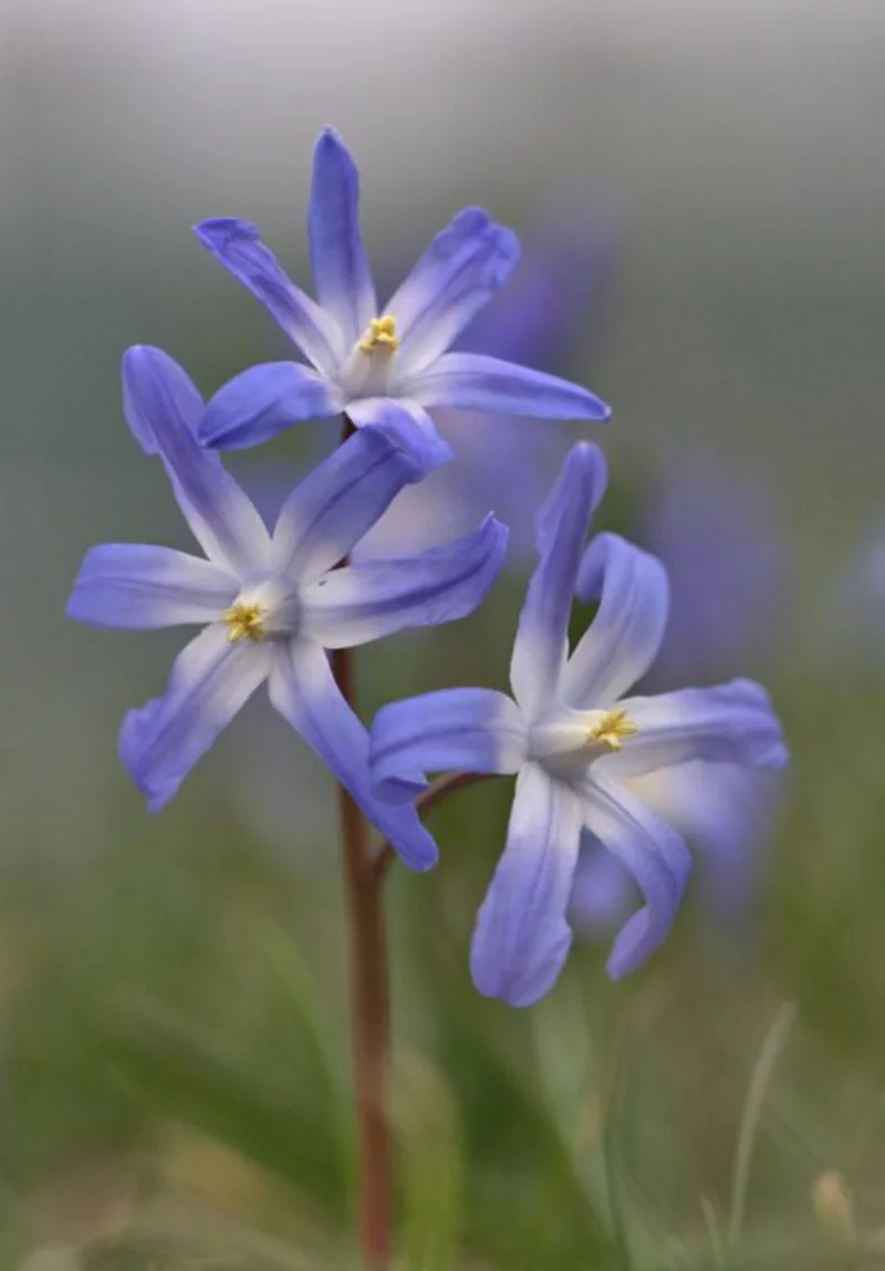 Schneeglanz Chionodoxa schöne Frühlingsblumen im Garten zarte Blüten in einem sanften Blauton 