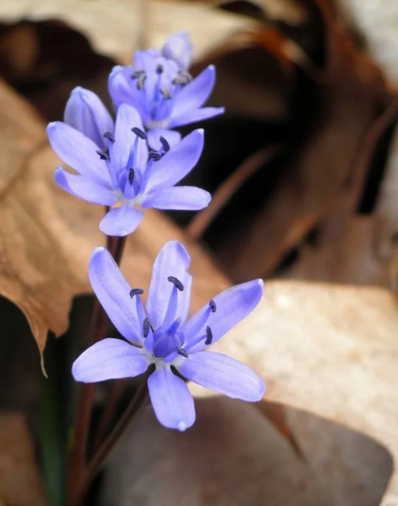 Scilla bifolia Blausterne schöne Frühlingsblumen blühen im März in einem sanften Blau 