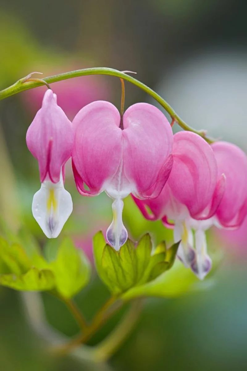 Tränendes Herz Lamprocapnos spectabilis schöne Frühjahrsblumen ausgefallene Blüten in Rosa echter Blickfang 